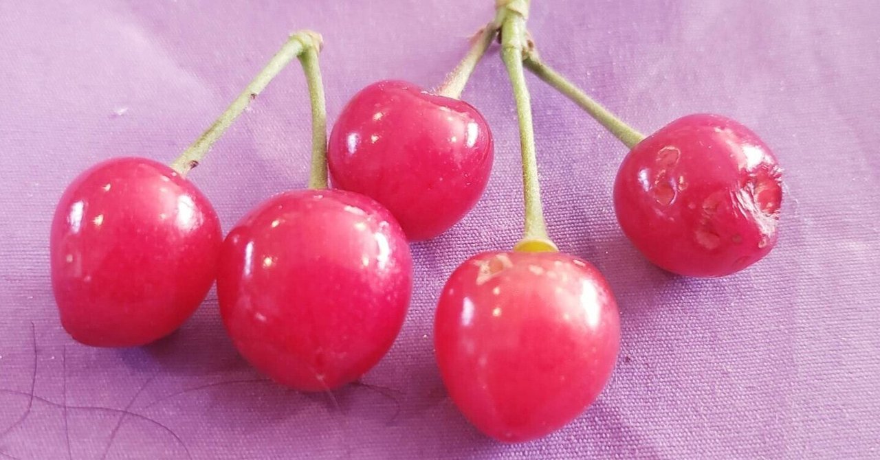 サクランボ｜Eiji Kawahara