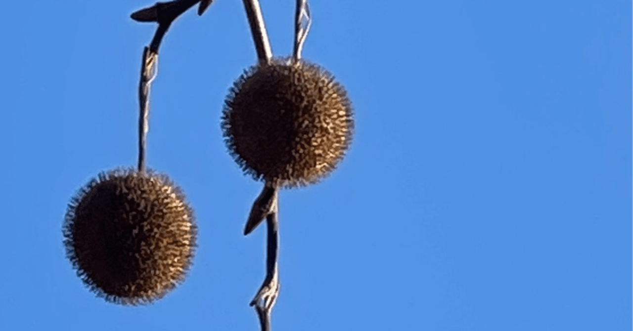 スズカケノキ ボンボリ状の実が可愛くぶら下がる樹木|EGGSEED スズカケノキ ボンボリ状の実が可愛くぶら下がる樹木|EGGSEED