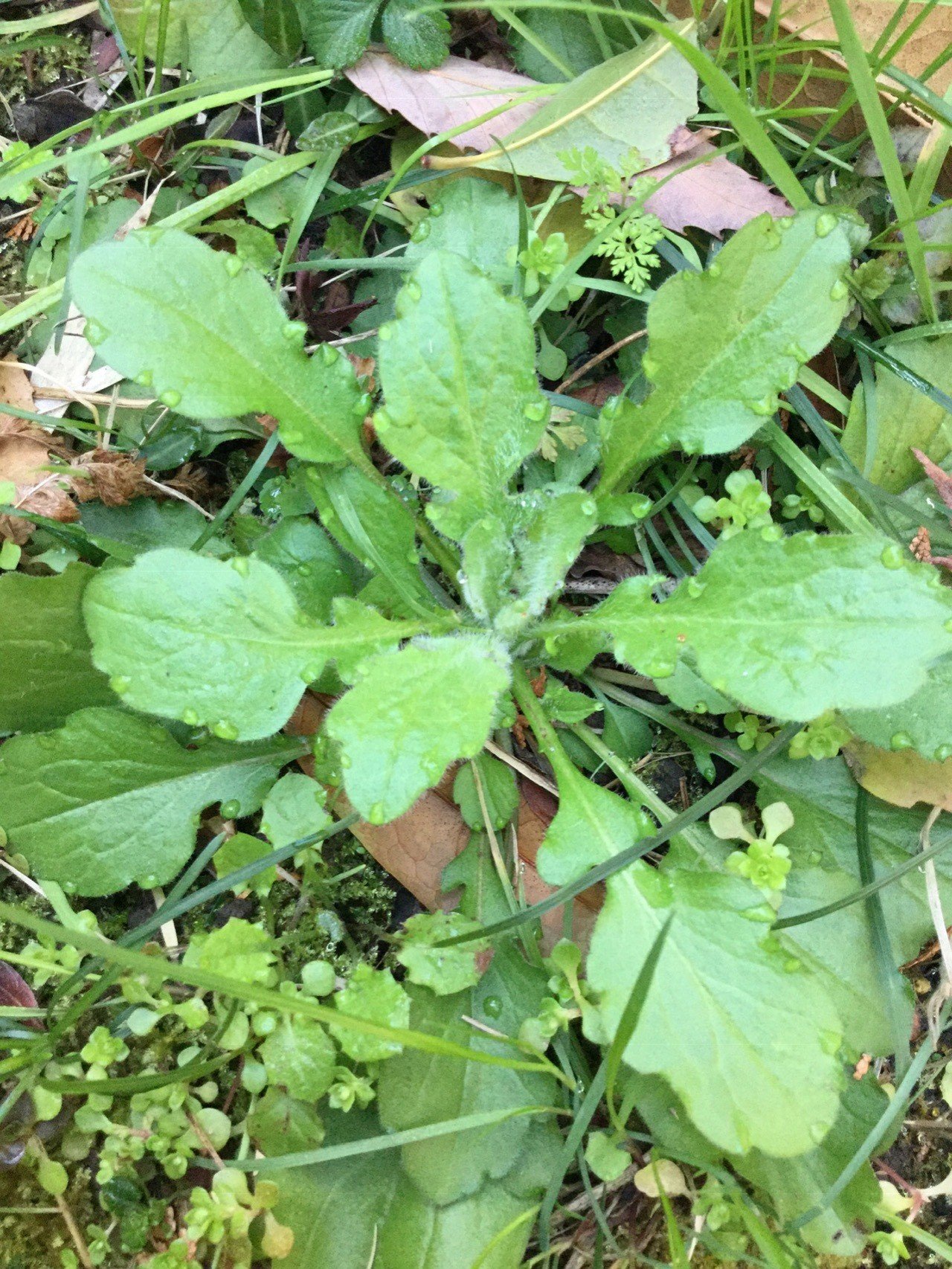 野草食日記 1 ハルジオンの若葉を食べてみる なな艸 Note