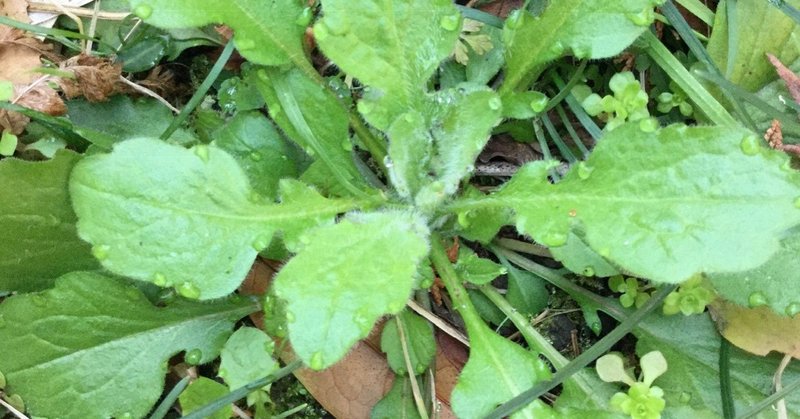 野草食日記 1 ハルジオンの若葉を食べてみる なな艸 Note