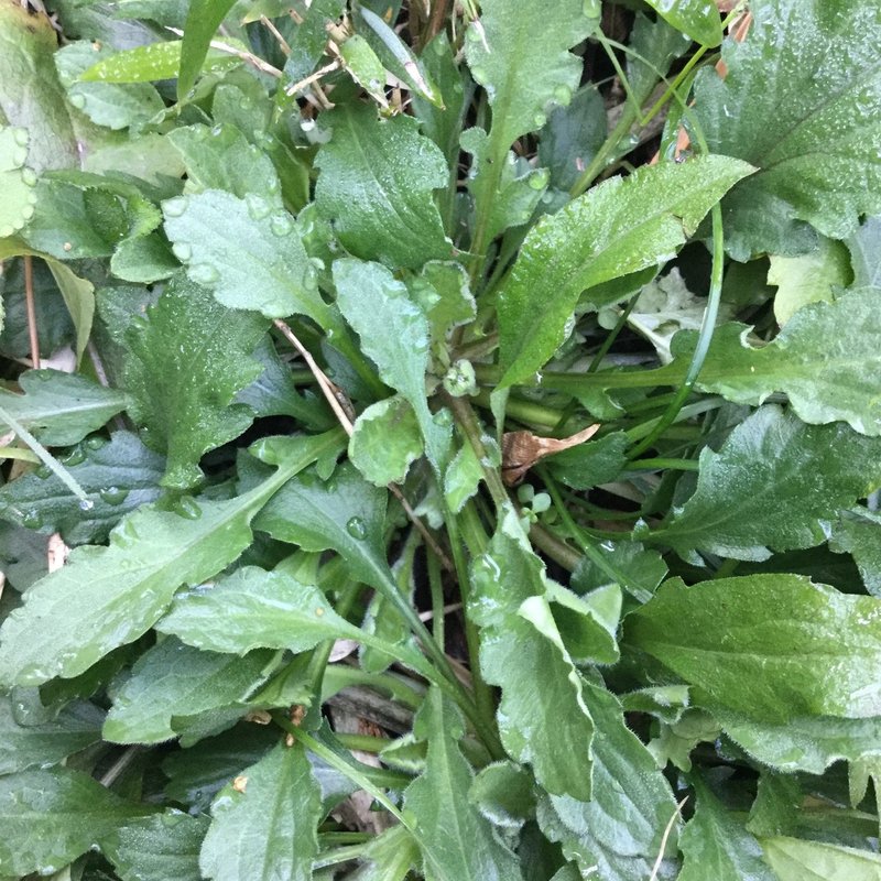 野草食日記 1 ハルジオンの若葉を食べてみる なな艸 Note