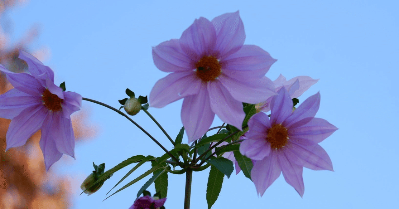 みんなに支えられている。｜candy_apple_red