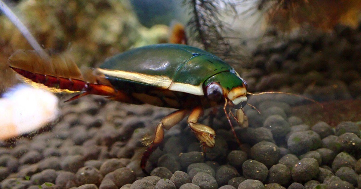 我が家の番犬ケンゴロウ sddefault.jpg