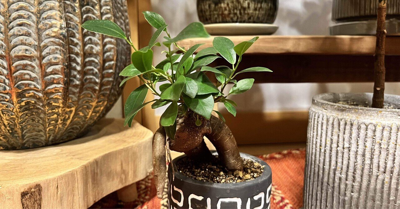 盆栽　ガジュマル 極太ガジュマルA1・約78センチ・幹太・葉数多め・盆栽仕立て 【公式