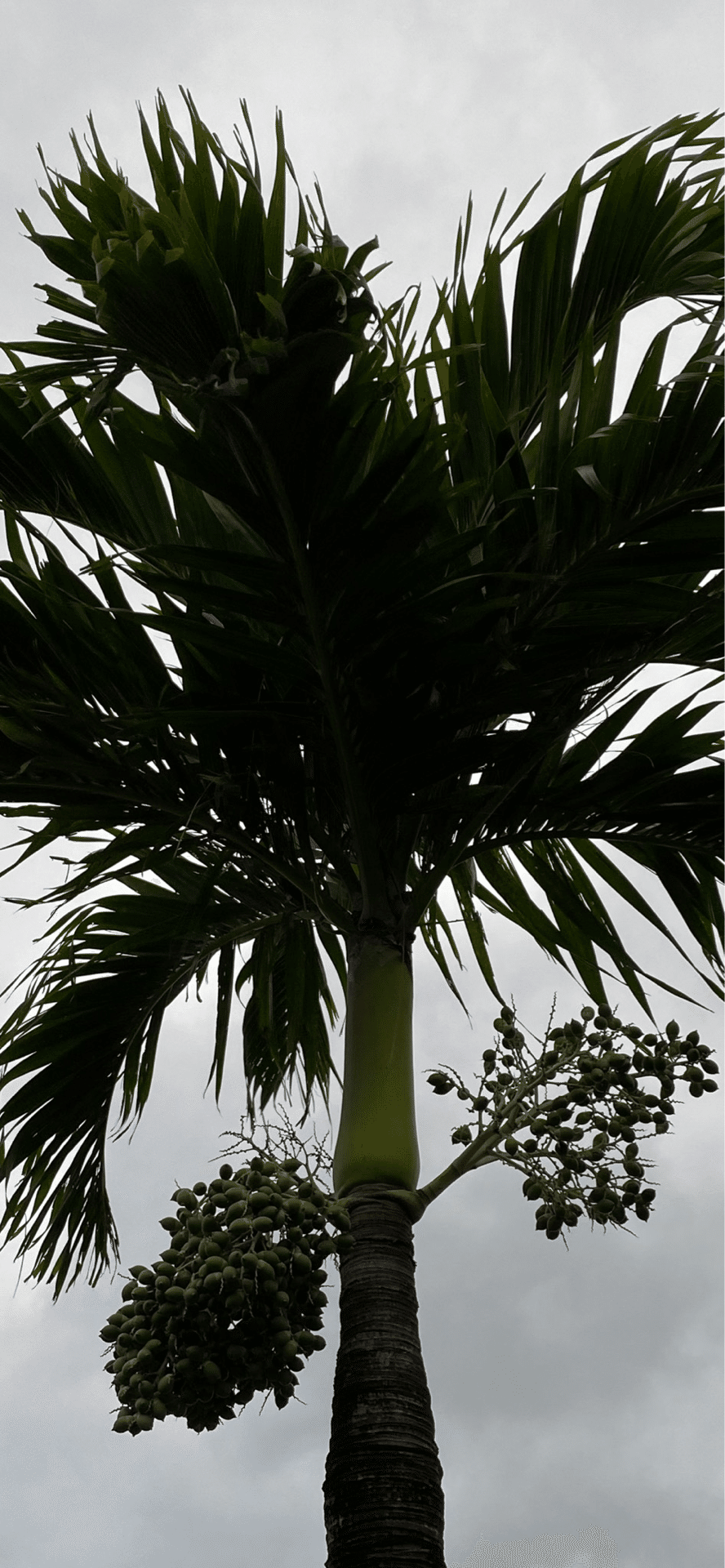 檳榔樹。ビンロウヤシ8号 檳榔（ビンロウ）｜植物図鑑ブログ