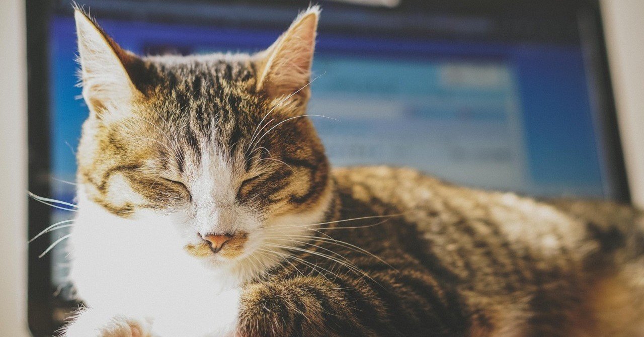 動物が超好きな人は 人間やめて動物になりたいんだと思う みるきー Milkie Note