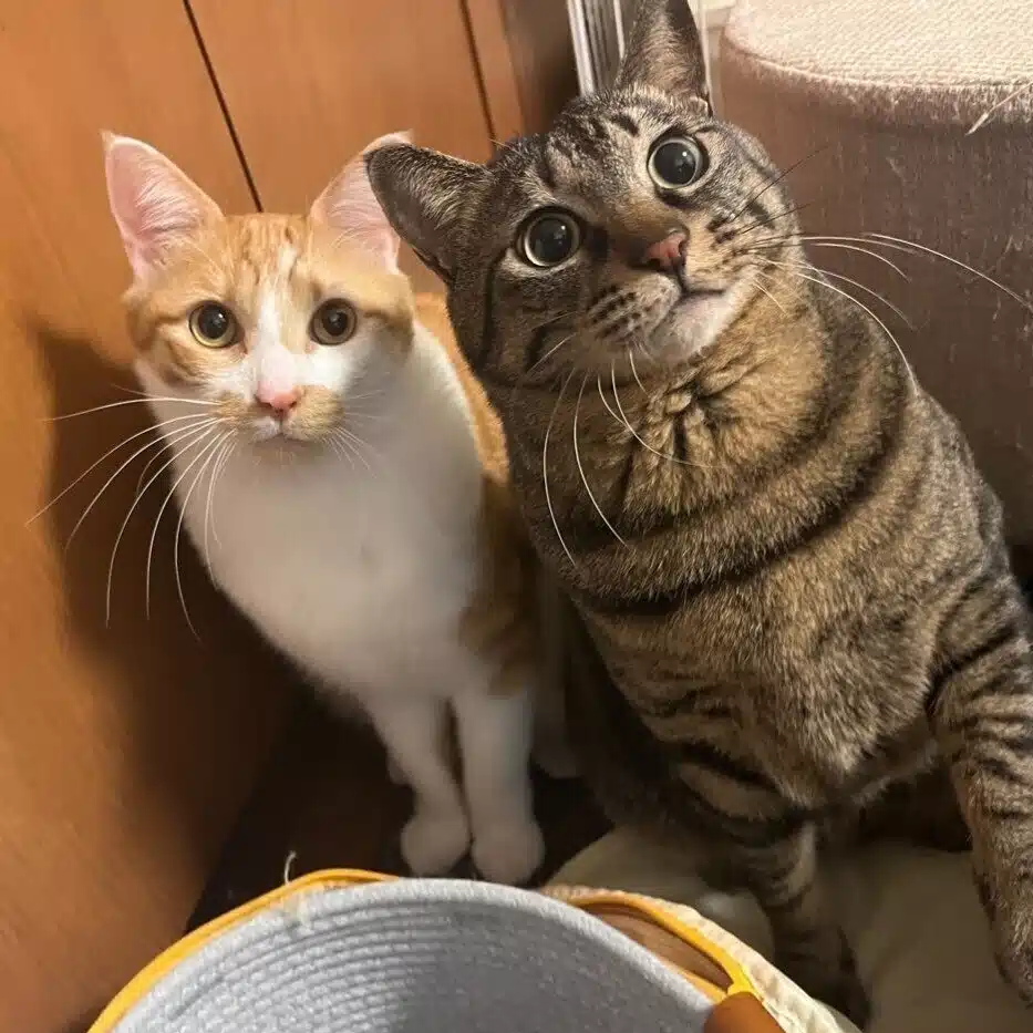 トガワサリ
