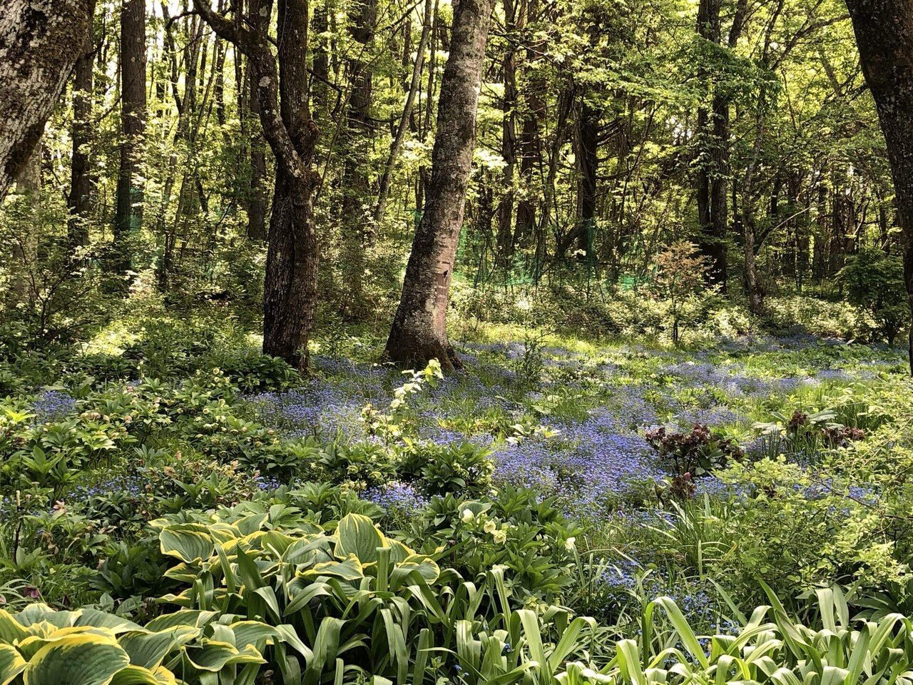 蓼科物語 わすれなぐさ編｜世古壽實