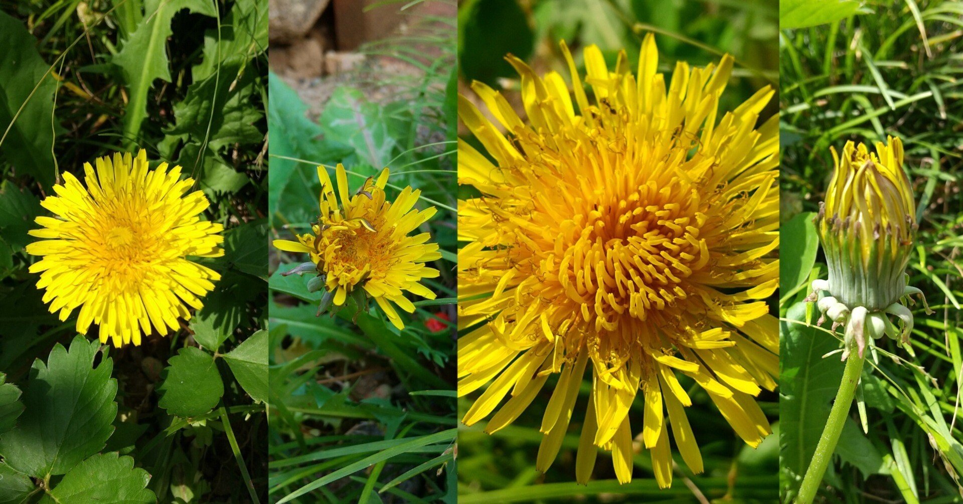 タンポポ観察記①（1～2日目）｜エト