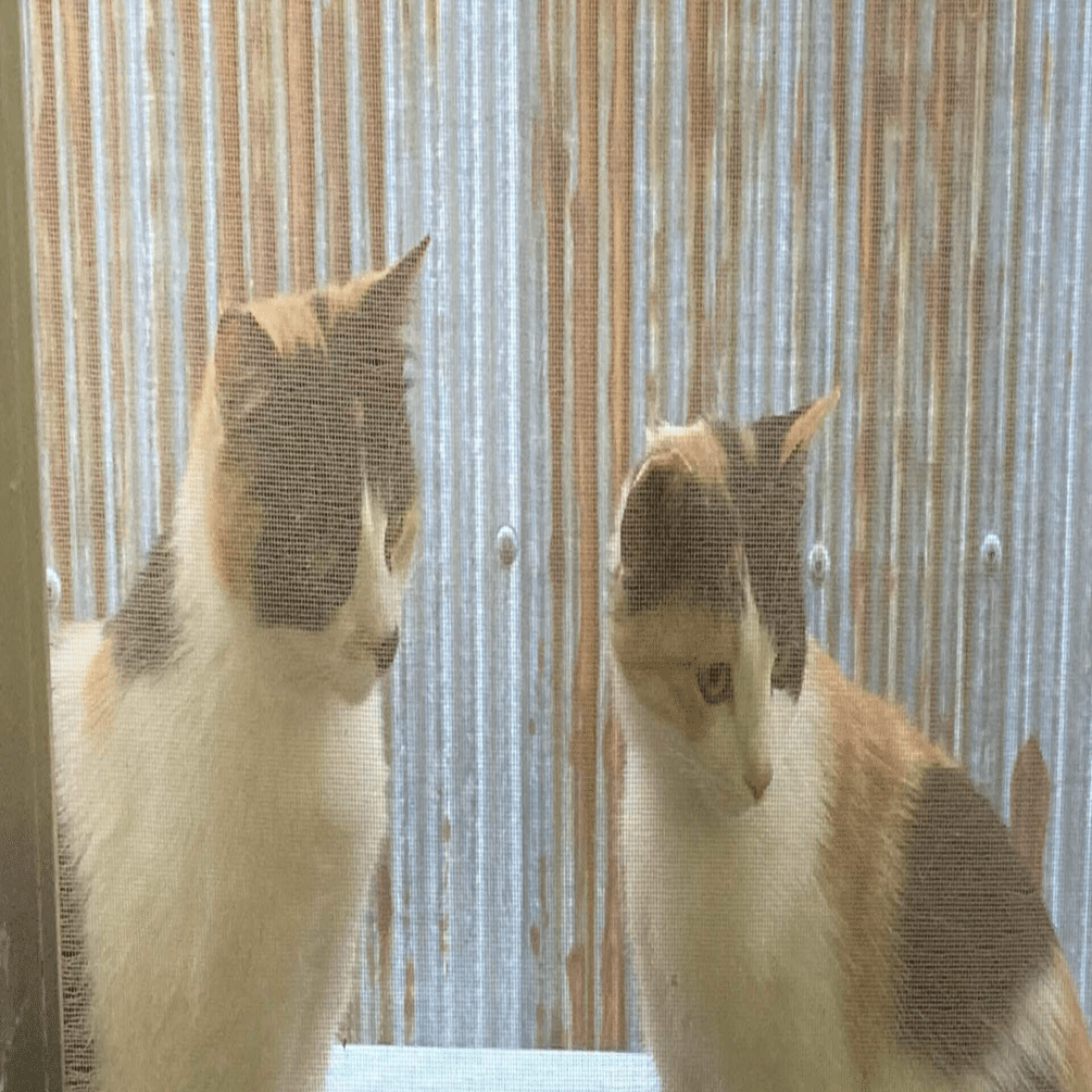 苦手だった確率が得意になったときの話｜のみもの@ミラティブ