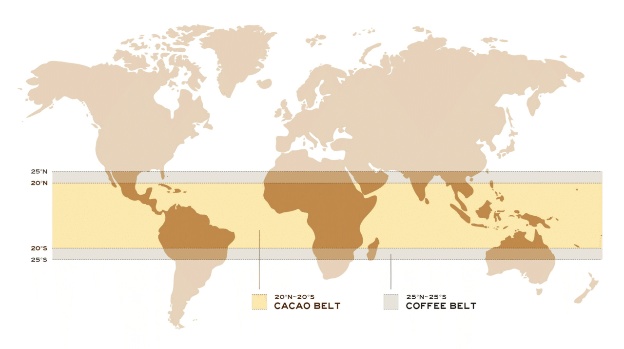 赤道にほど近い地域ではコーヒーやカカオ生産に適した環境が多く、これをコーヒーベルトやカカオベルトといいます。タイもその地域の一部です。