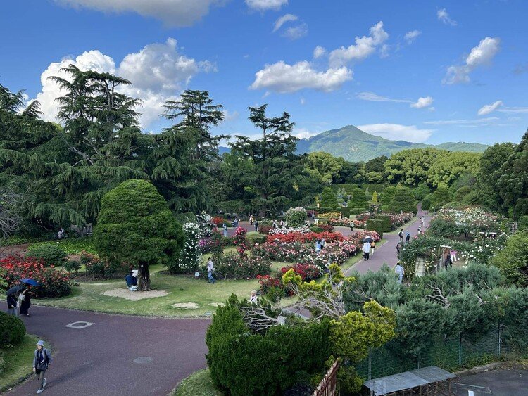 京都府立植物園の一角に薔薇園がある。