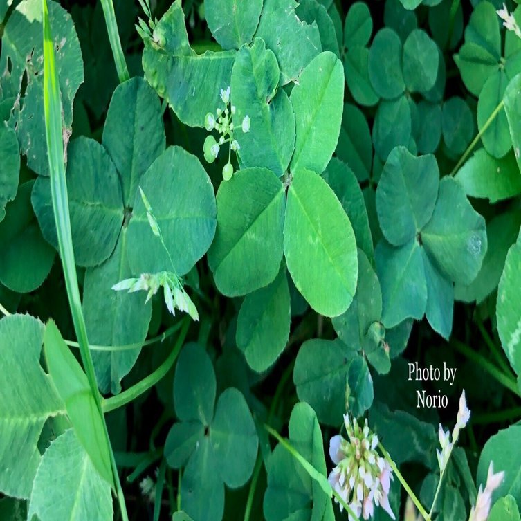 四つ葉のクローバーざっくざく！！ 〜心の前提が変わると、見える景色