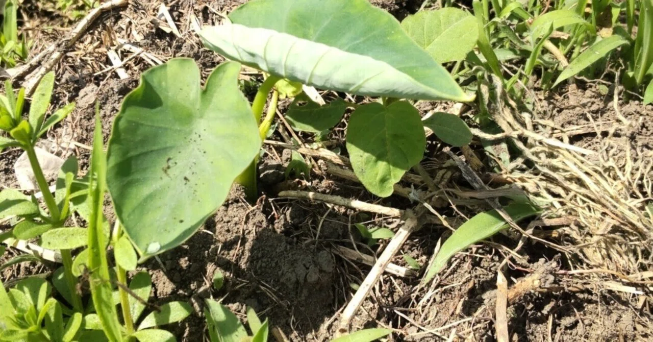 The Concept of 'Co-seasonal Weeds', Ancient Poetry, Vegetables, Farm ...