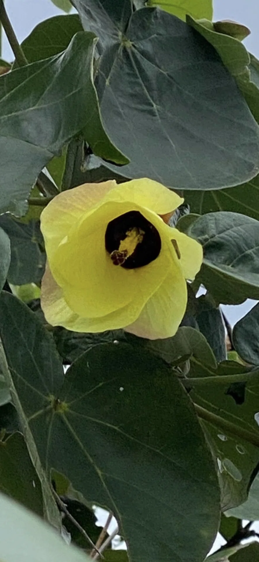 大浜朴｜EGGSEED