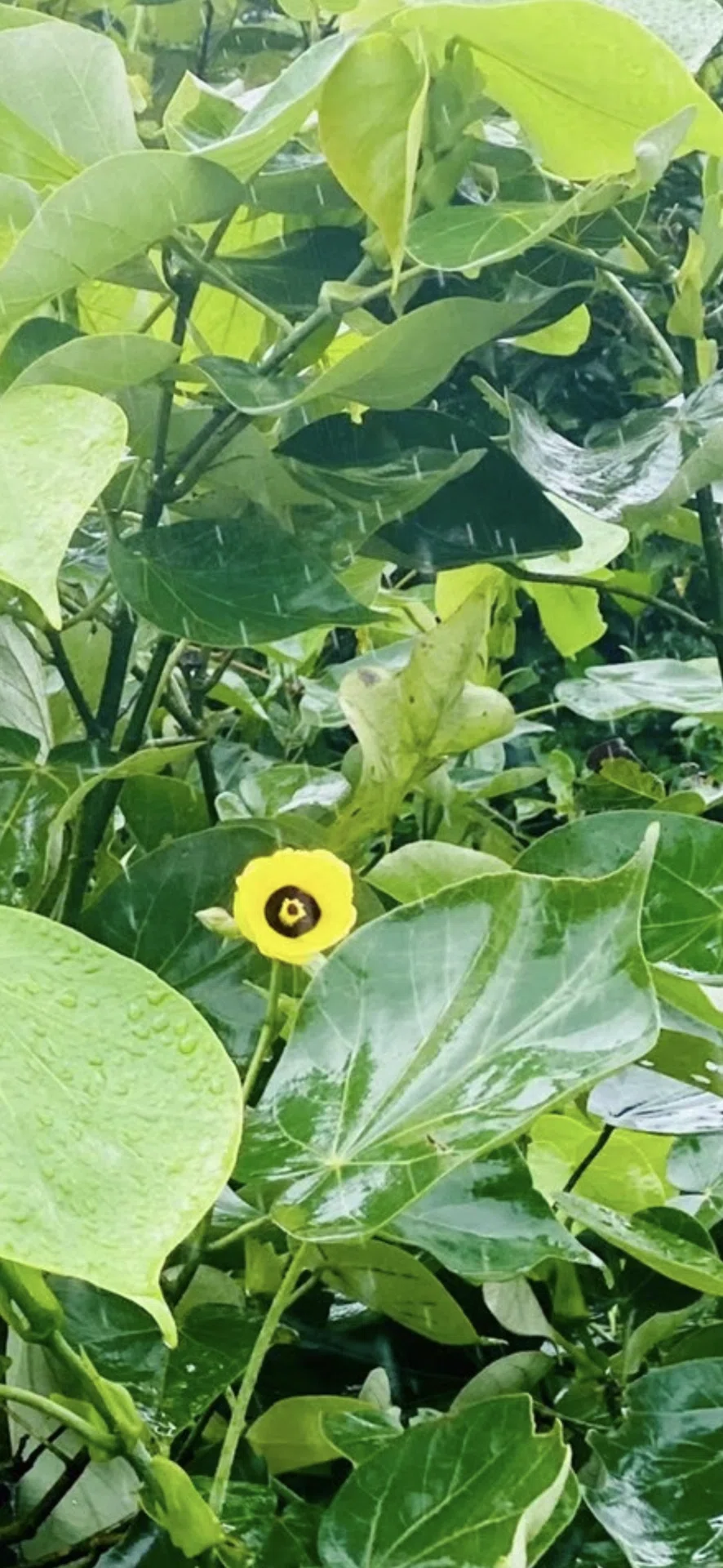 大浜朴｜EGGSEED