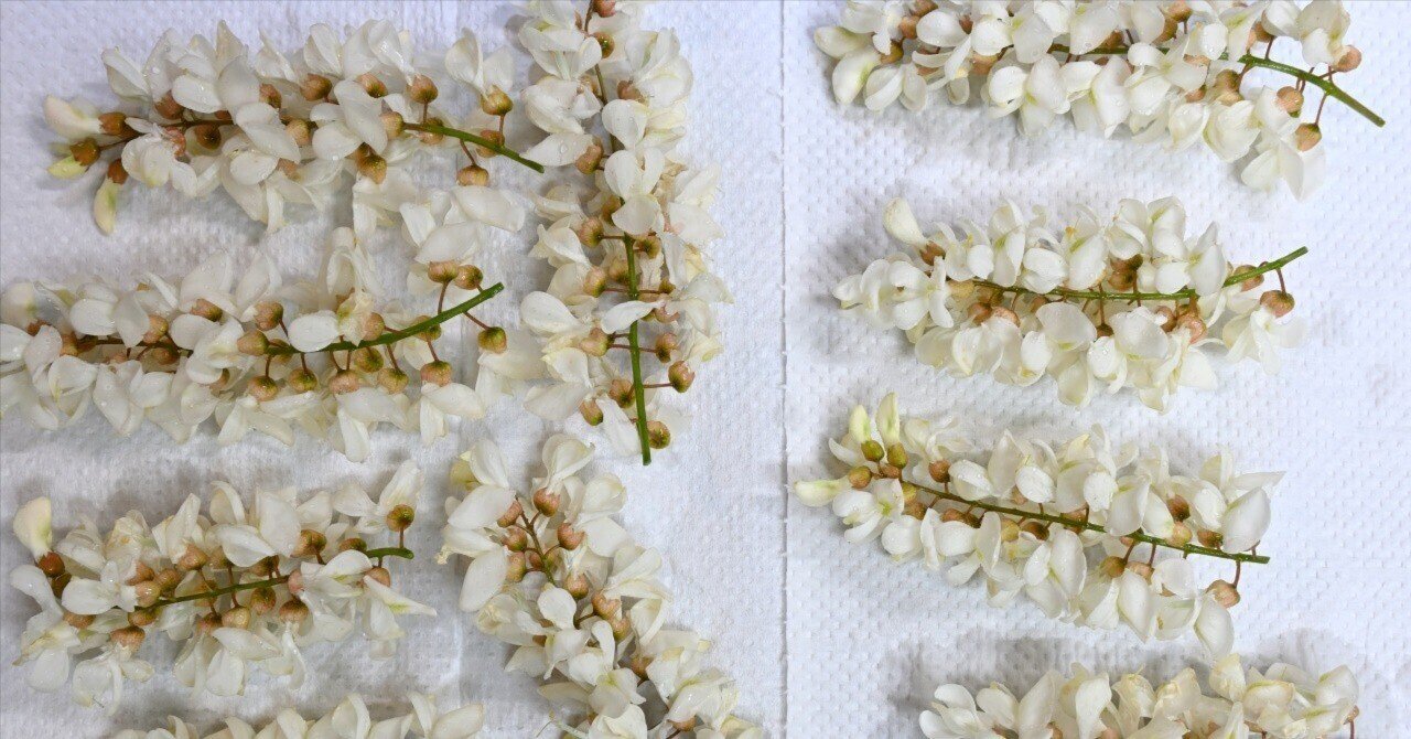 信州から初夏の味覚をお届け 天ぷらにニセアカシアの花房 送料無料(一