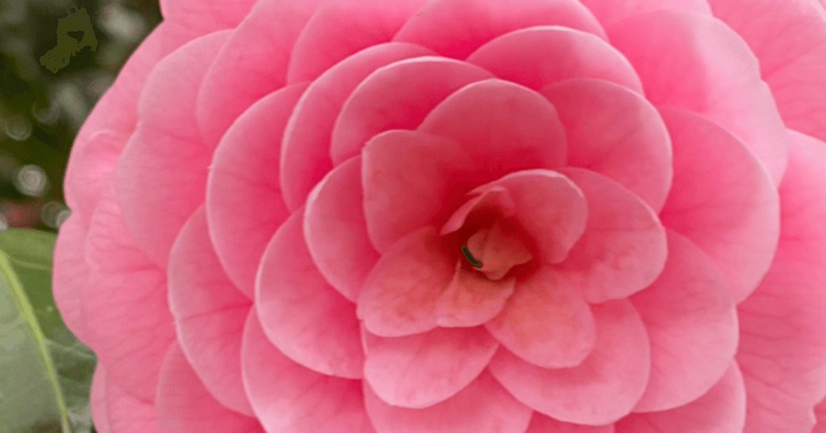 花神の花鳥風月｜花神