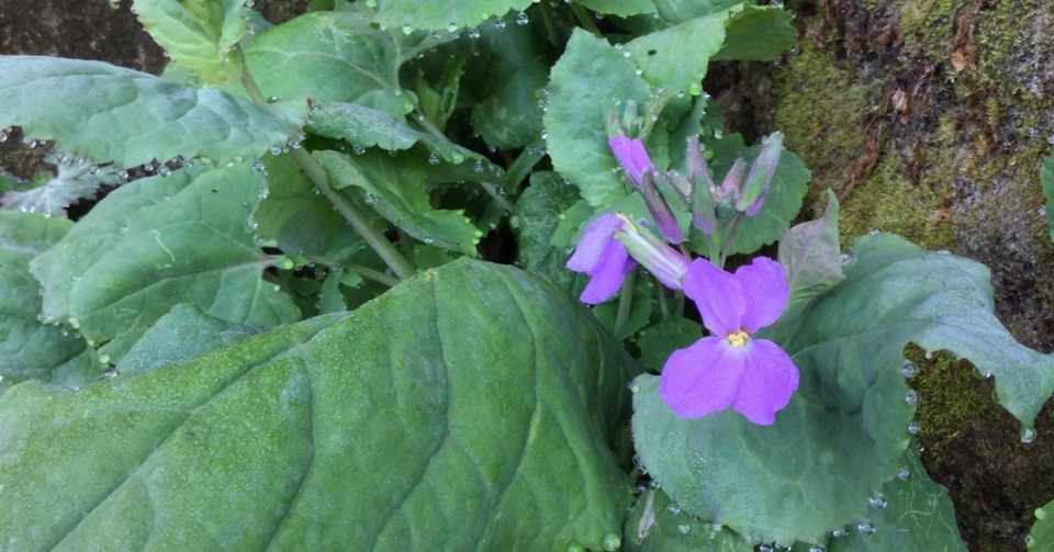 野草食日記 2 オオアラセイトウの芥子和え なな艸 Note