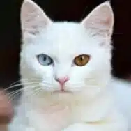 こねこねこ