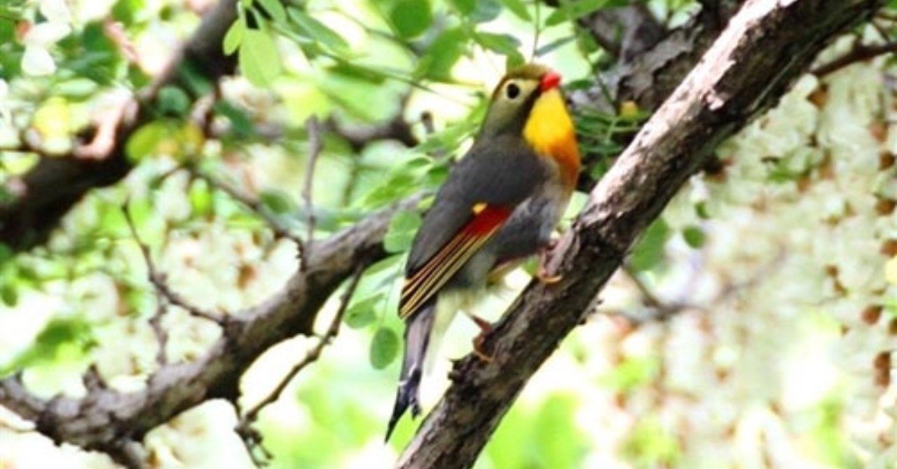 第126回 逃亡者ソウシチョウ 2回目 翆野 大地 Note