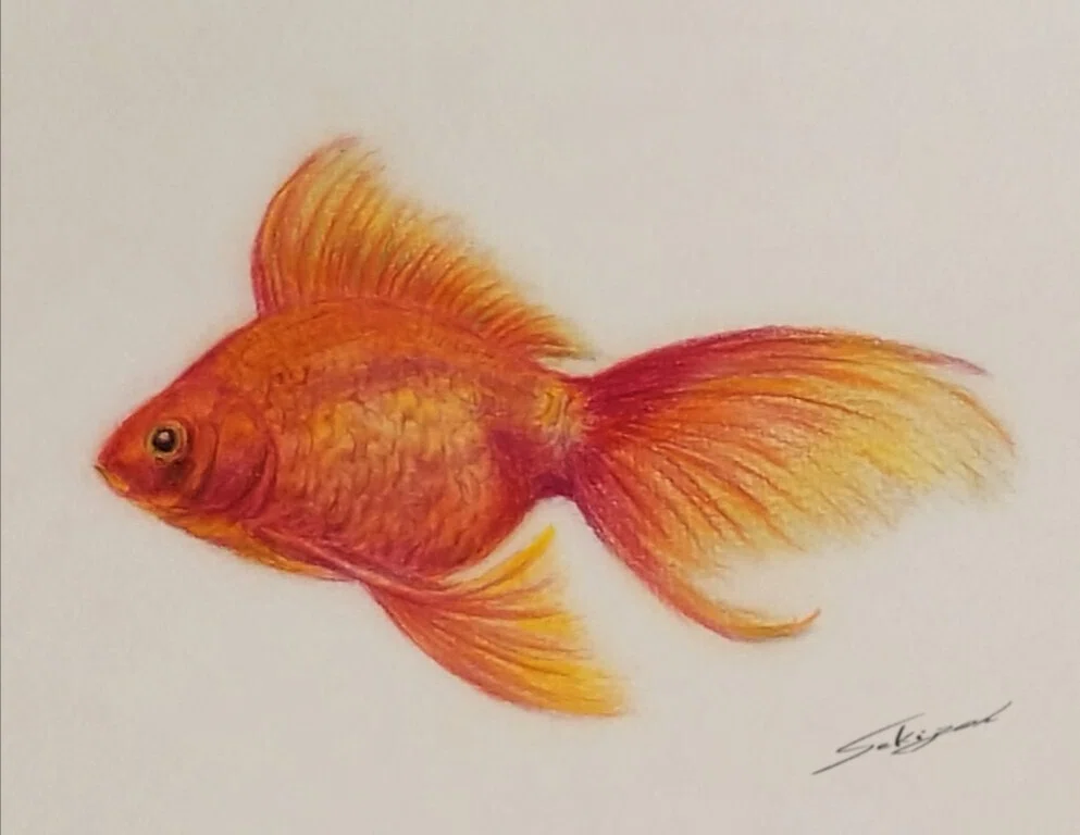 金魚』色鉛筆画｜せきぞう、