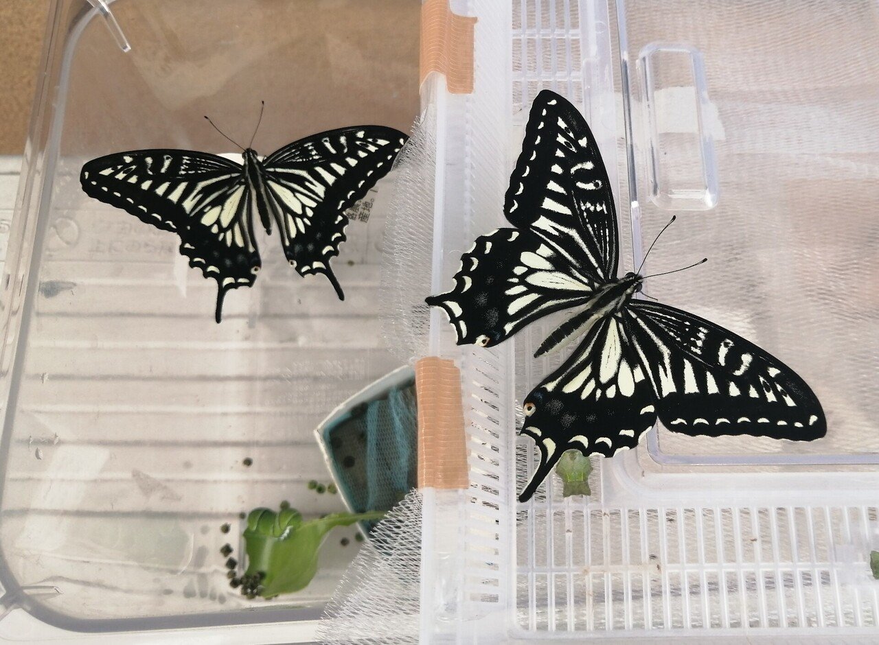 アゲハ1号2号の羽化｜陽子絵画制作室