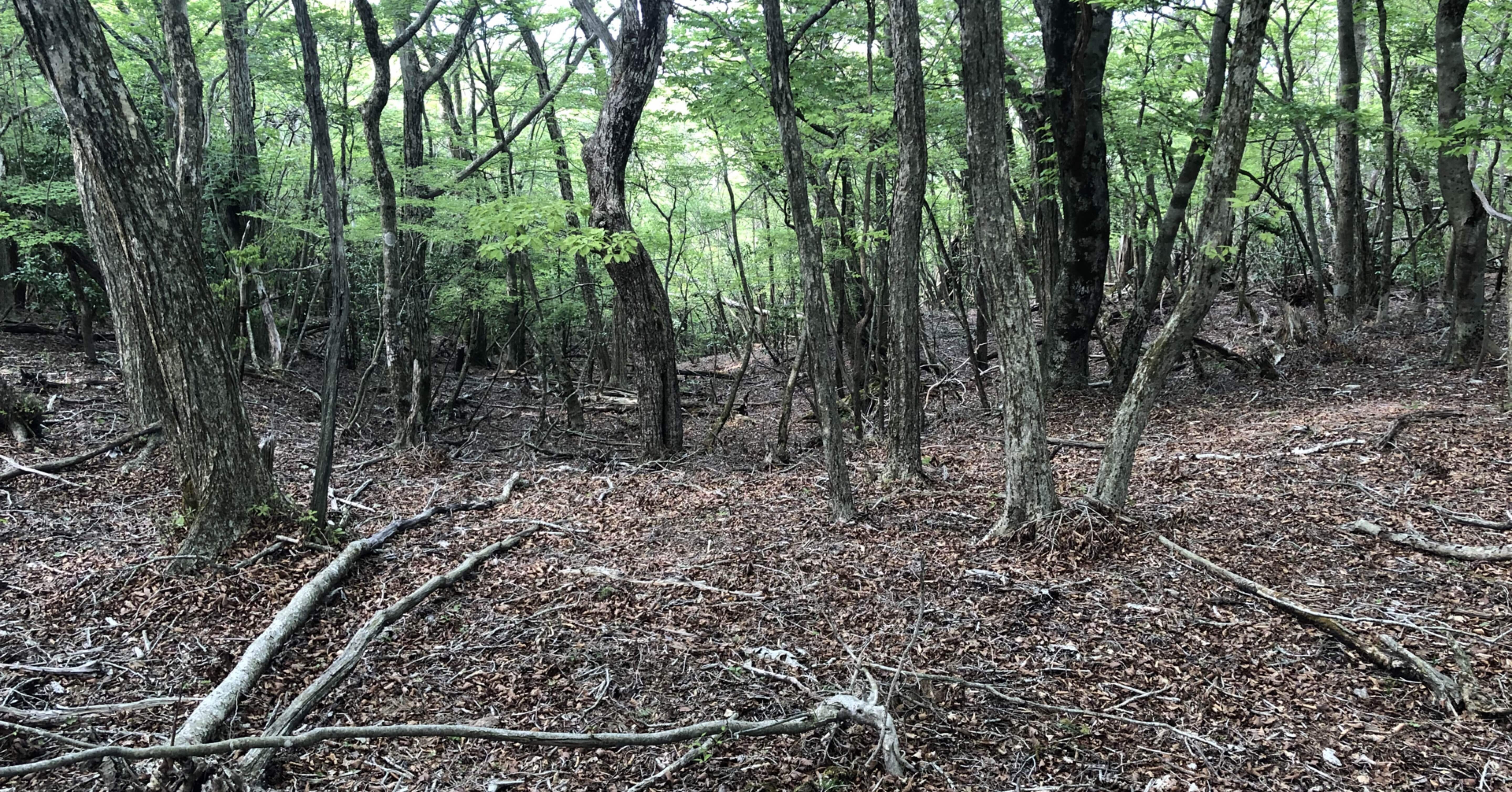 シカ激増で死の森と化す、日本の異常な生態系｜林 将之 / Masayuki Hayashi