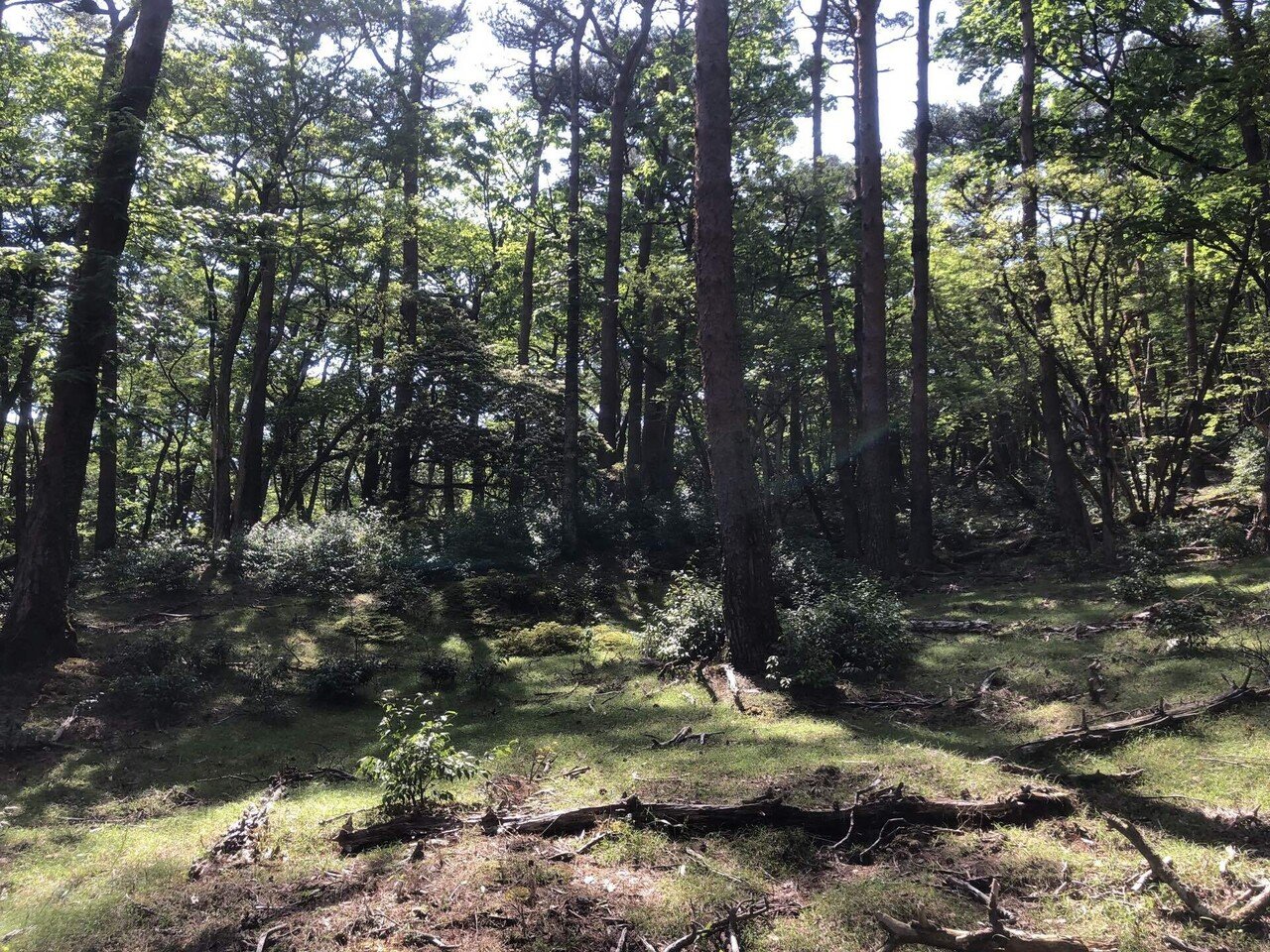 シカ激増で死の森と化す、日本の異常な生態系｜林 将之 / Masayuki Hayashi