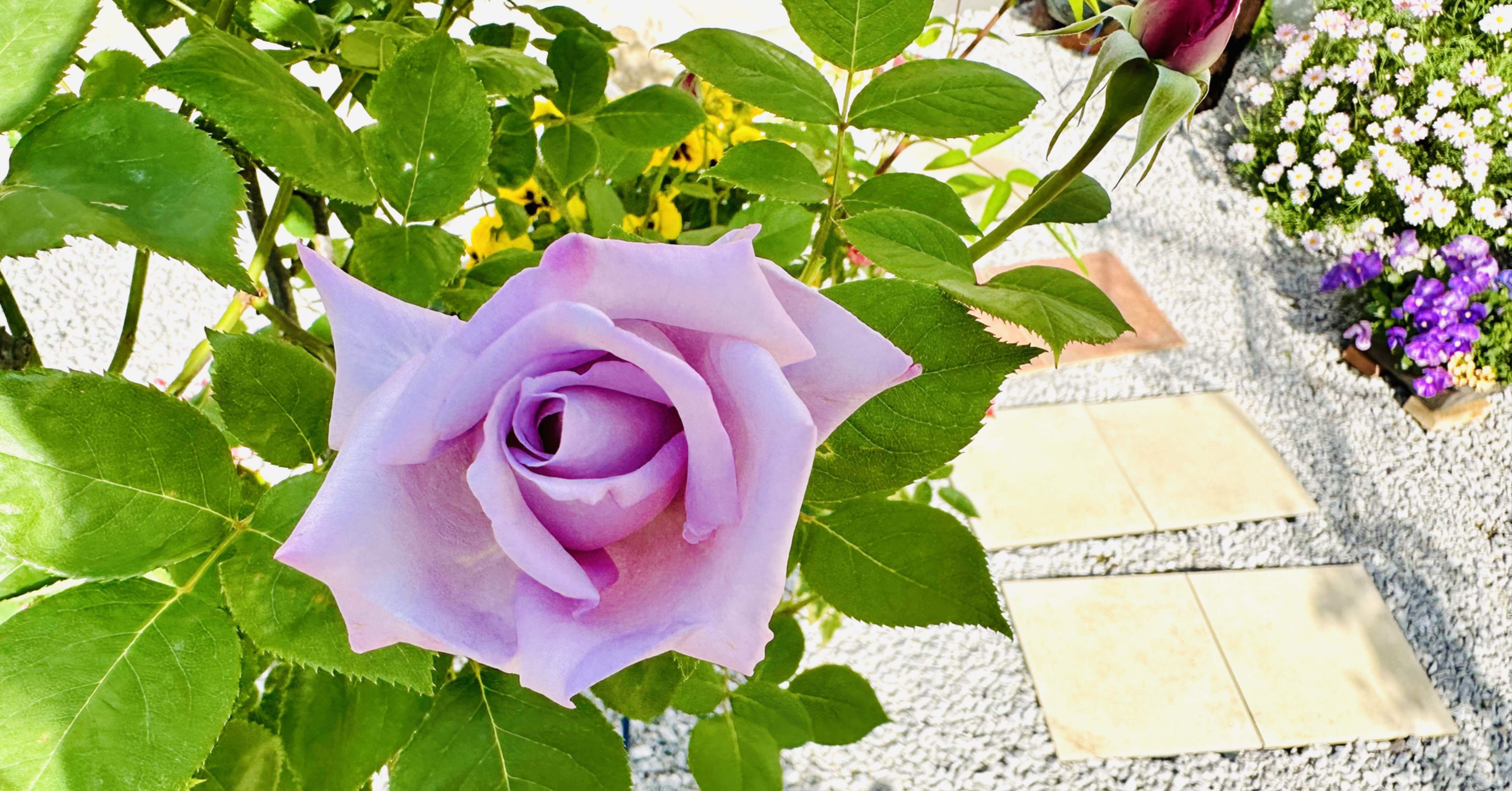 薔薇の名前｜十和田 覽