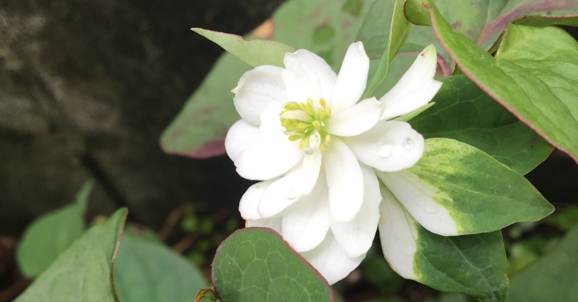 八重咲きドクダミ開花 花びらと葉、どちらになろう｜Chappy