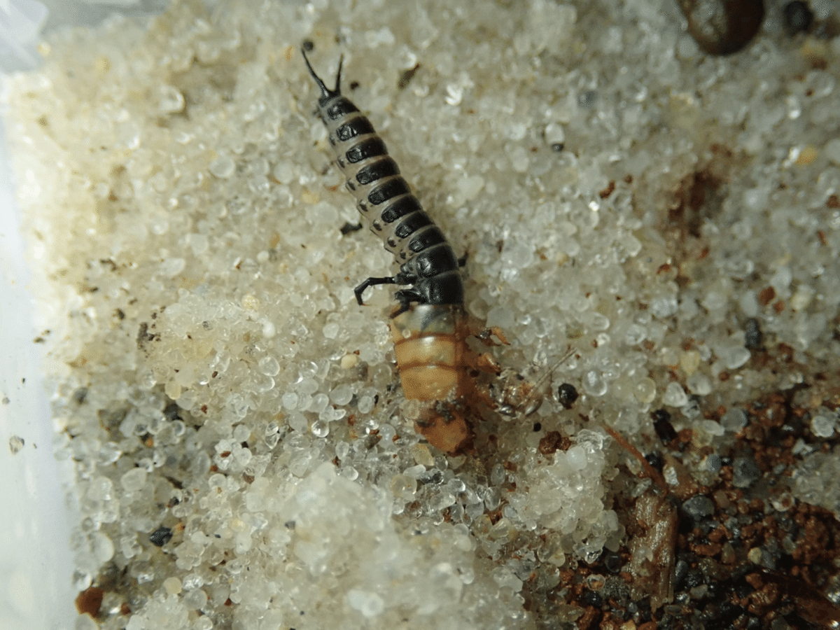 マダガスカルのカタビロオサムシ エゾカタビロオサムシ（北海道