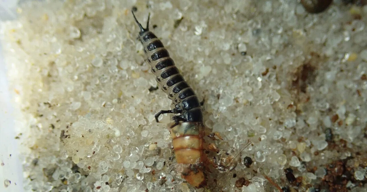 エゾカタビロオサムシ幼虫の孵化及び捕食を観察｜トモロウ