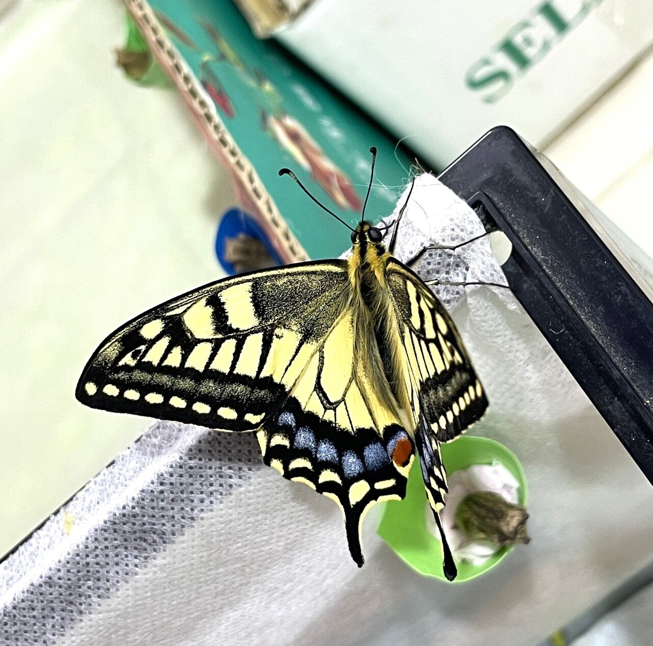 アゲハ蝶」の人気タグ記事一覧｜note ――つくる、つながる、とどける。