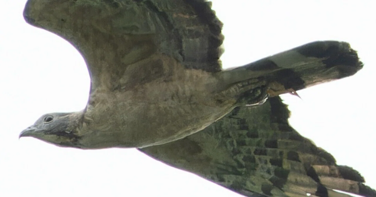 タカ飛翔写真のAIノイズリダクション｜神戸の野鳥クラブ@きたの みつよし