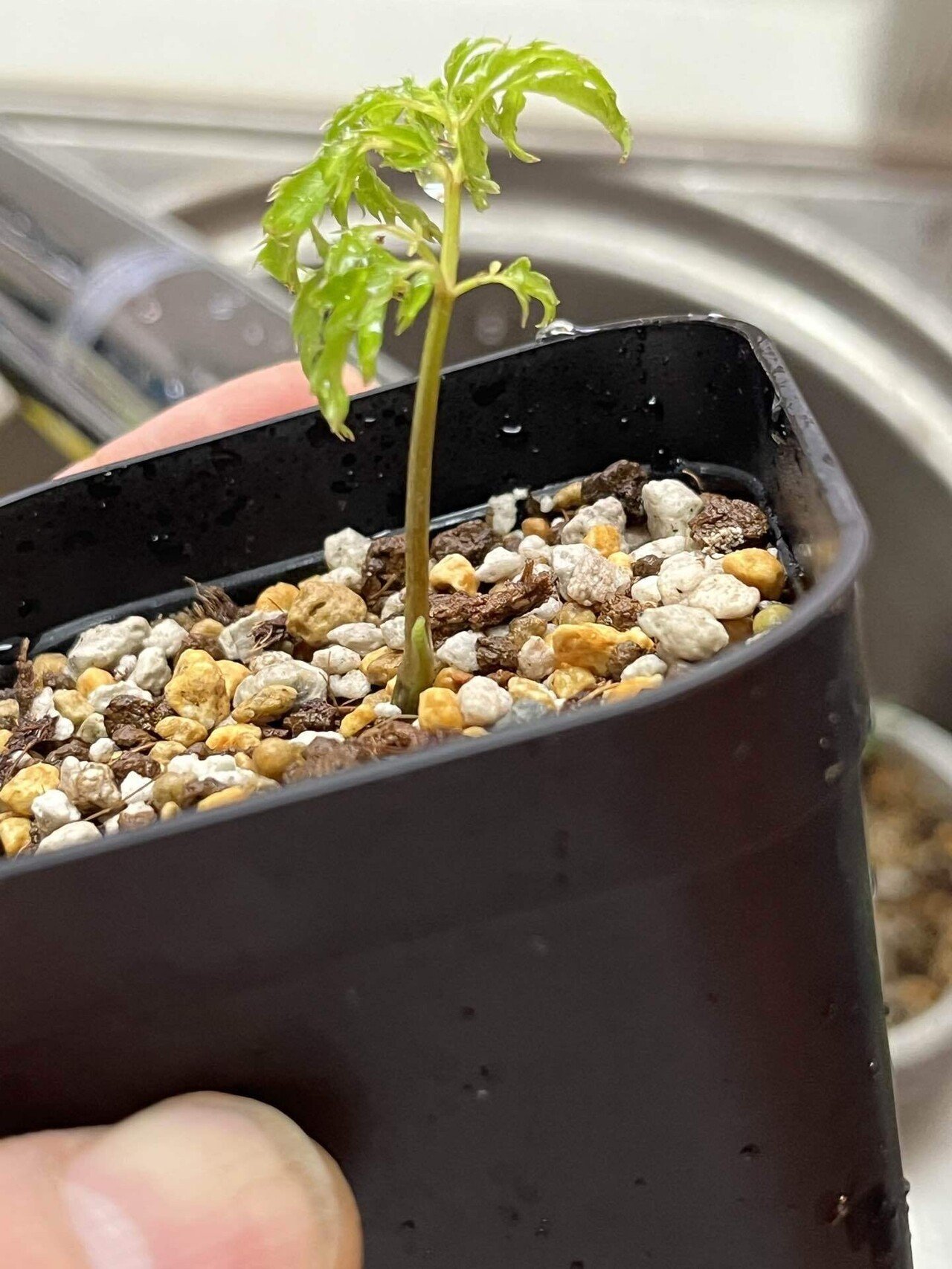 ア*リ様 ゴールデンリバーサイド レインボーストライプ シャーアンバー シャーアンバー ゴールデンリバーサイド レインボーストライプ - メルカリ