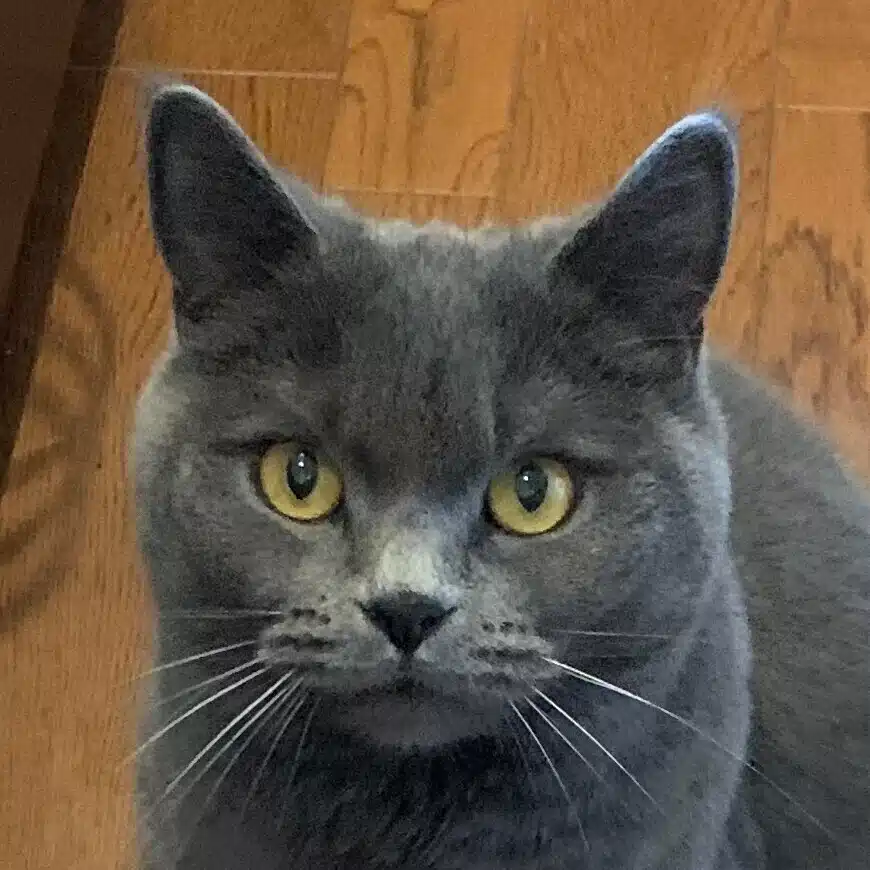 あおねこごはん