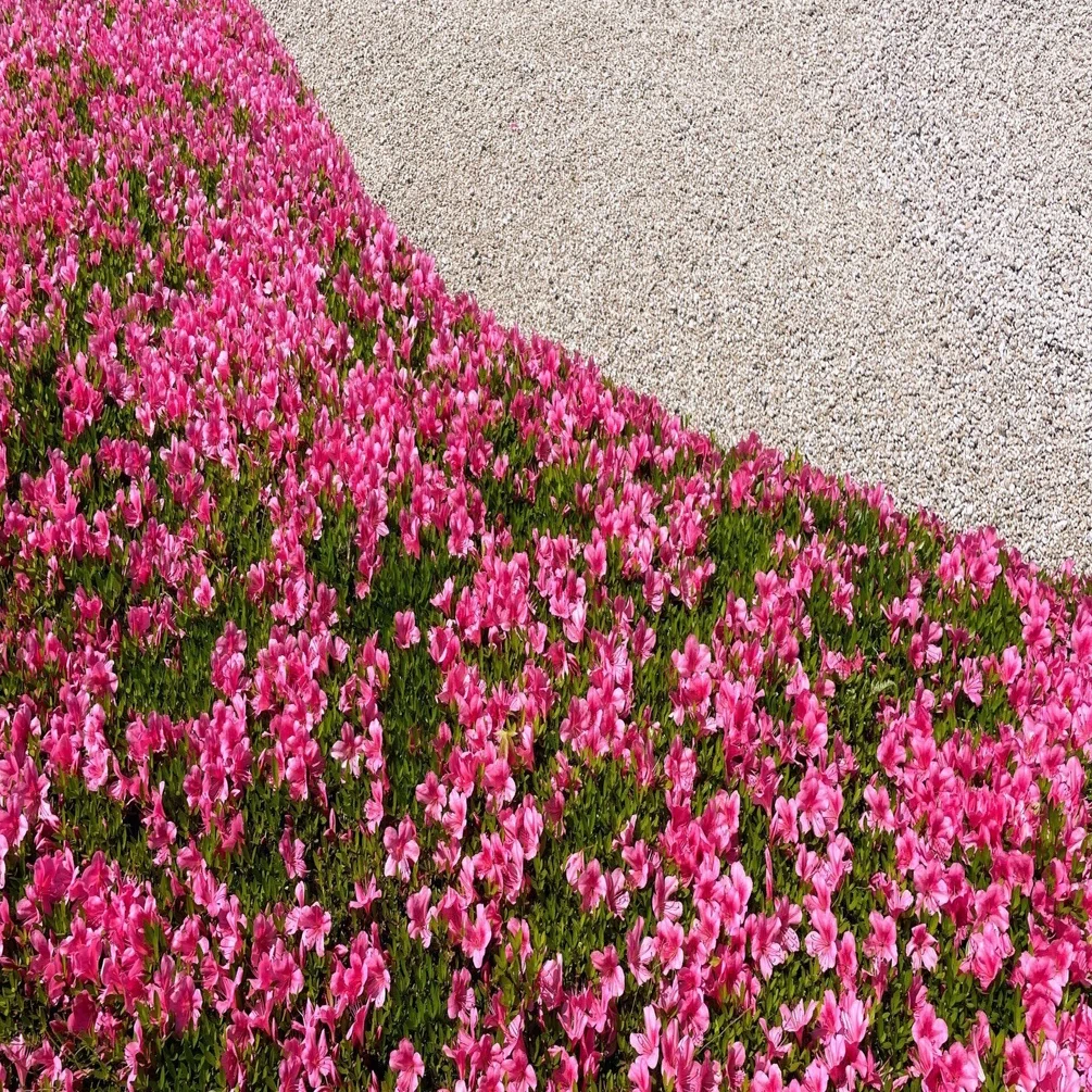 速水御舟展：7 ／茨城県近代美術館｜美術館とお寺と猫