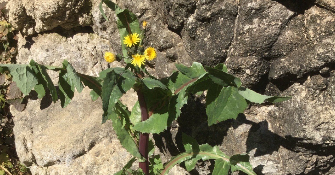 野草食日記 3 ノゲシは美味しくて優秀な雑草 なな艸 Note