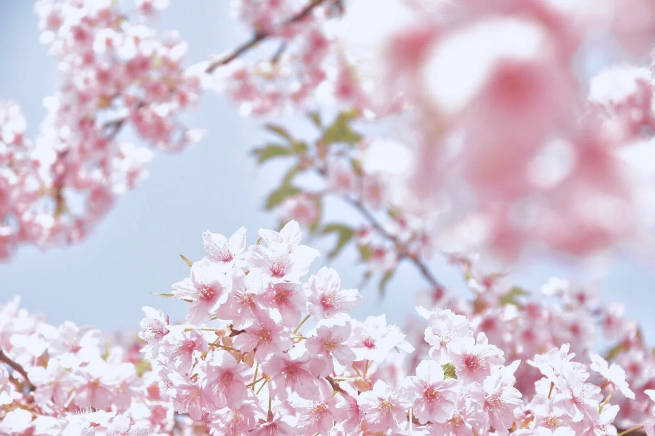 pink！pink！pink！｜藤本 えり