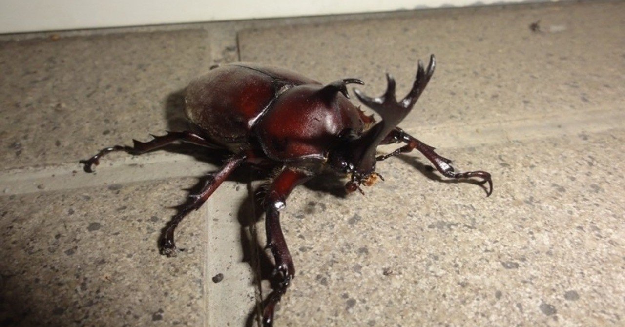 勉強して気付いた飼育していたカブトムシ全滅の理由 ふらふら リキ Note