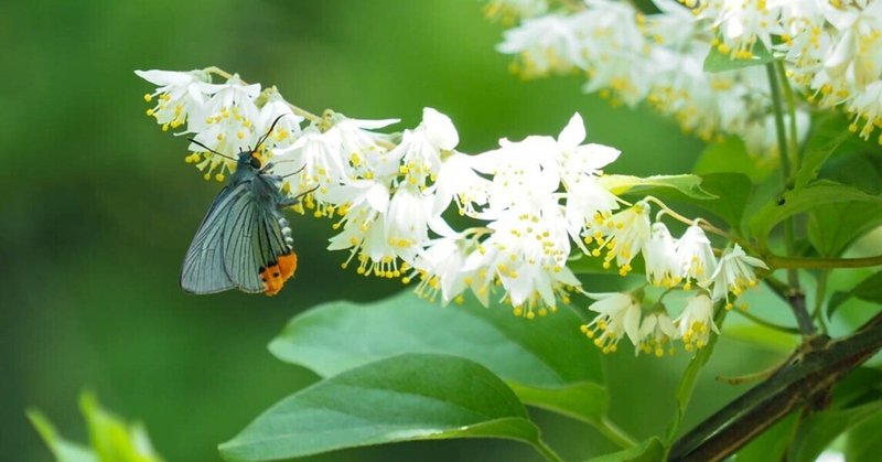 蝶と花と、ときどきキノコ＠県境辺りの山