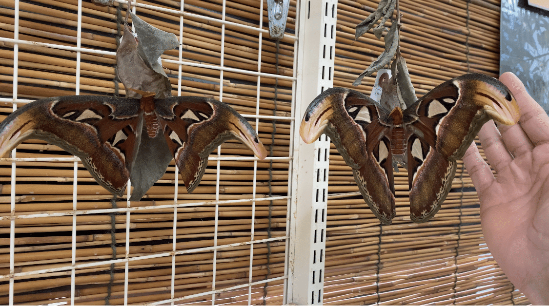 世界最大級！日本最大の蛾