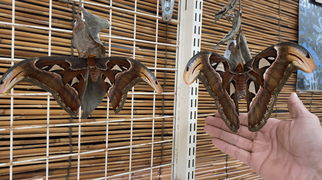 世界最大級！日本最大の蛾