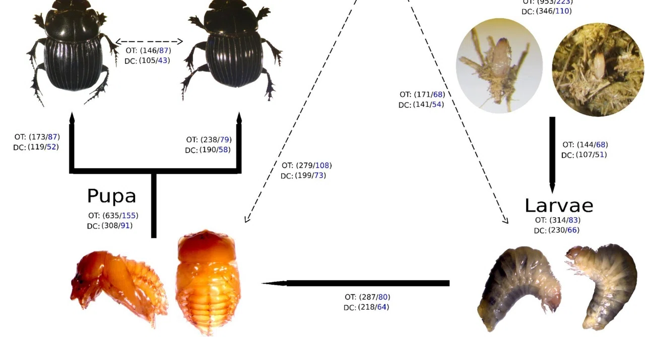 ダンゴムシCopris incertus Say (Coleoptera, Scarabaeidae)の発生段階における腸内細菌叢の多様性と ...