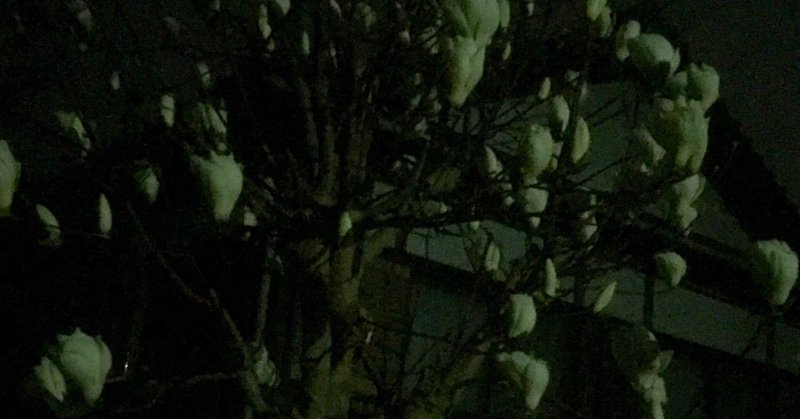 朧月夜の白木蓮