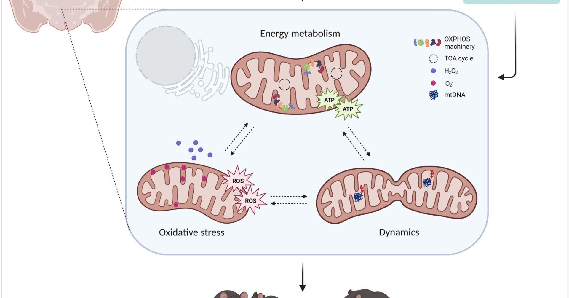社会的な脳を動かす： 社会的行動におけるミトコンドリア｜哉百名