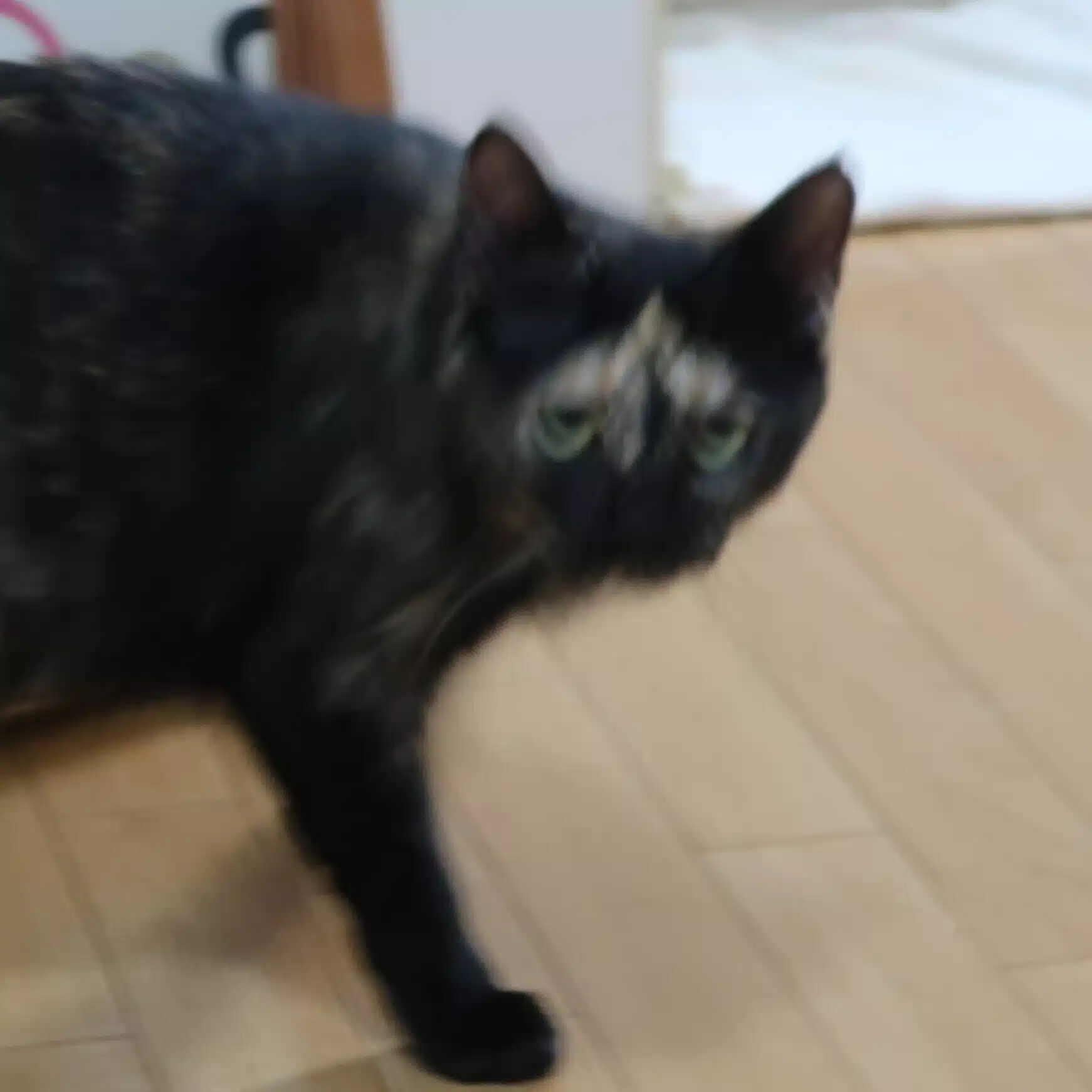 鈴木捧