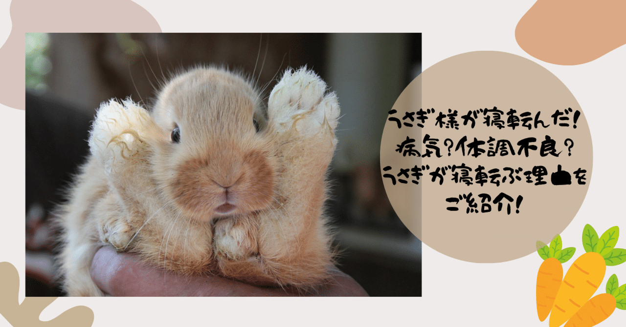 うさぎ様が寝転んだ！病気？体調不良？うさぎが寝転ぶ理由をご紹介