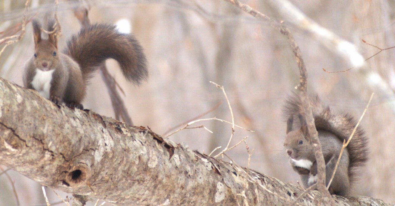 rectangle_large_type_2_56ef024  